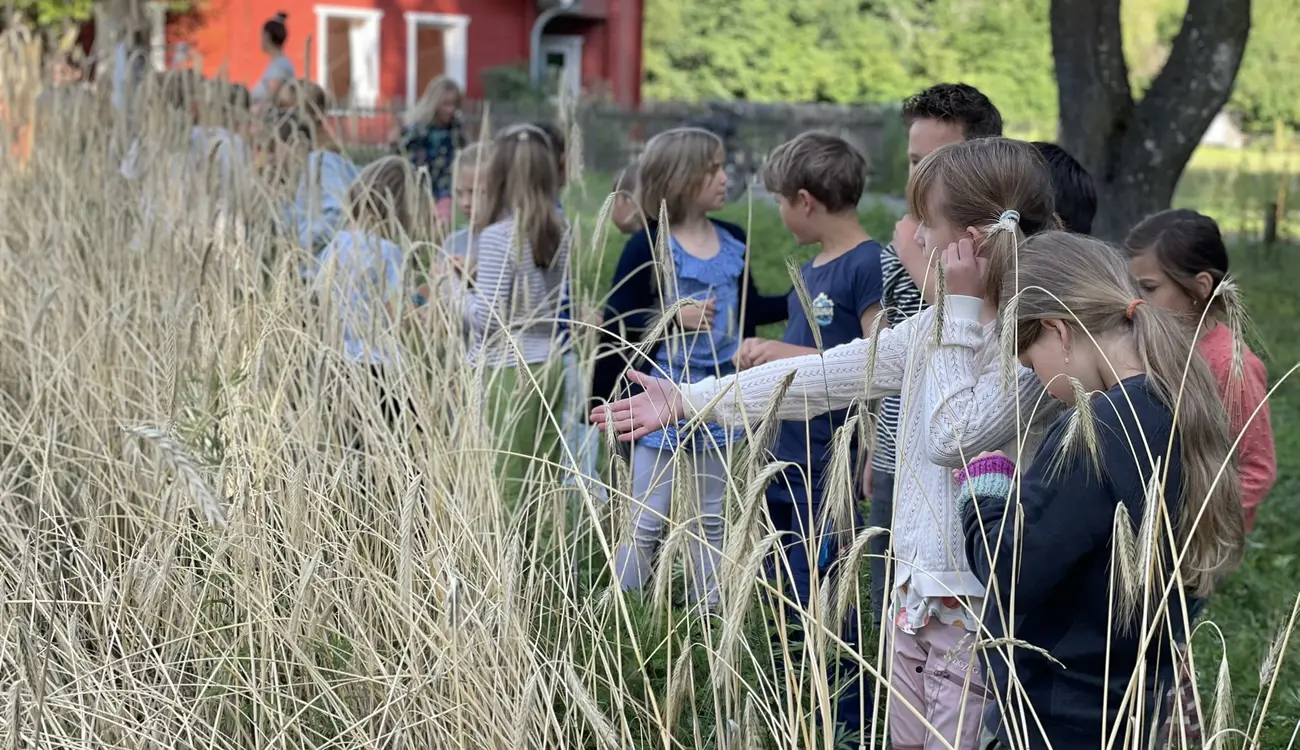Kinder stehen an einem Feld mit reifem Getreide und betrachten die Ähren