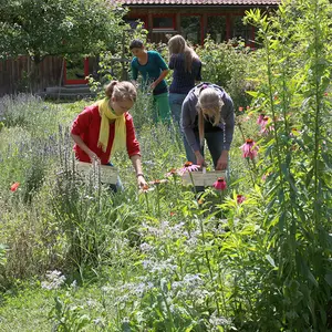 Schülerinnen ernten mit Holzkörben Blüten im Schulgarten