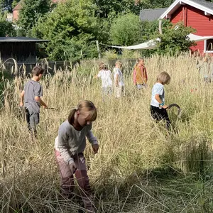 Kinder ernten im Schulgarten reifes Getreide mit Sicheln